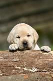 LABRADOR 1295
